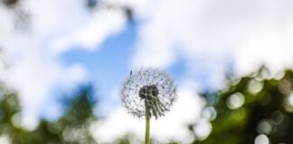 Es bleibt wechselhaft mit Sonne, Regen und Wind Eine Pusteblume wächst an einem Wald. Das Wetter bietet die nächsten Tage einen Mix aus Sonne, Wolken, Regen und Wind.