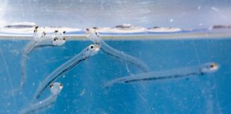 Zehntausende Maifischlarven im Rhein ausgesetzt Der Maifisch verbringt den größten Teil seines Lebens im Meer. (Archivbild)