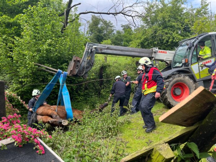 Feuerwehrkräfte aus Velbert und Wuppertal und ein Nachbar halfen bei der Rettung des Pferdes. Foto: Feuerwehr Velbert Feuerwehrkräfte aus Velbert und Wuppertal und ein Nachbar halfen bei der Rettung des Pferdes. Foto: Feuerwehr Velbert