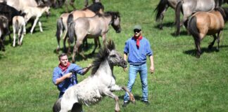 Jubel und Hufschlag – 33 Wildpferd-Hengste gefangen Beim Dülmener Wildpferdefang wurden in diesem Jahr 33 Hengstfohlen gefangen.
