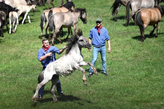 Traditioneller Fang der Wildpferde im Merfelder Bruch Beim Dülmener Wildpferdefang wurden in diesem Jahr 33 Hengstfohlen gefangen.