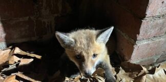 Helfer retten Fuchsbaby aus Kanal Ein kleiner Fuchs verirrt sich in einen Düsseldorfer Kanal und kommt nicht mehr raus.