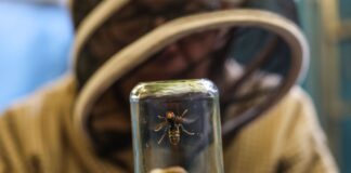 Warten auf die Königin – Kampf gegen die Asiatische Hornisse Embryonalnester sind für Fachleute relativ einfach zu beseitigen, weil nur die Königin darin wohnt.