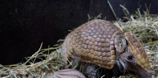 Seltener Nachwuchs bei Südlichen Kugelgürteltieren in Kleve Der Tiergarten Kleve freut sich über Nachwuchs: Am 21. April wurde ein junges Südliches Kugelgürteltier geboren, hier mit Mutter Paloma.