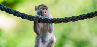 Gruppe von Affen in Witten ausgebüxt In freier Wildbahn sind Rhesusaffen vor allem in Asien anzutreffen - hierzulande lassen sie sich in Zoos beobachten. (Symbolfoto)