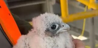 Kleiner Wanderfalke aus Dachrinne gerettet Die Feuerwehr rettete ein Wanderfalkenküken aus der Dachrinne eines Kirchenschiffs.