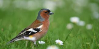 So kann man bei der Stunde der Gartenvögel mitmachen Die Vogelzählung ist wichtig für den Artenschutz.