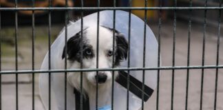 Tierschutzbund verklagt Bundesrepublik wegen Tierheimen Der Tierschutzbund reicht eine Klage gegen die Bundesrepublik Deutschland ein. (Archivbild)