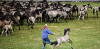 Spektakel mit jungen Hengsten: Wildpferdefang im Münsterland Ein Fang mit Tradition: Die jungen Hengste werden von der Herde getrennt. (Archivbild)
