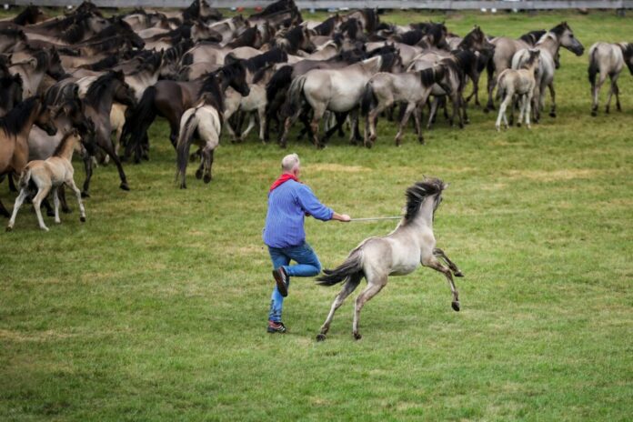 Traditioneller Fang der Wildpferde im Merfelder Bruch Ein Fang mit Tradition: Die jungen Hengste werden von der Herde getrennt. (Archivbild)