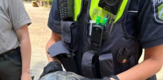 Polizei holt Schildkröte von Autobahn Das etwa fußballgroße Tier hatte sich auf die Autobahn 2 verirrt.