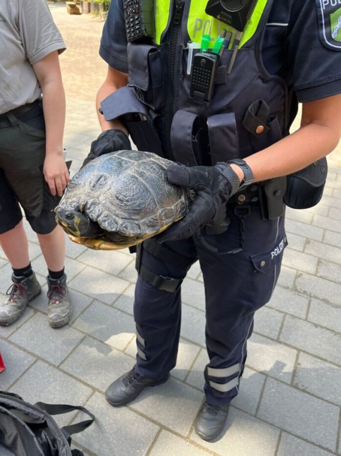 Schildkröte auf Autobahn-Zufahrt Das etwa fußballgroße Tier hatte sich auf die Autobahn 2 verirrt.