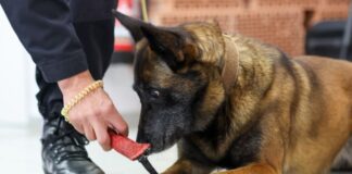Bei diesen Drogen haben die JVA-Hunde in NRW die Nase vorn Mit der Fähigkeit sogenanntes Knastpapier zu erschnüffeln, sind die Diensthunde des Justizvollzugs in NRW Vorreiter. Auch Diensthund Alva trainiert fleißig.
