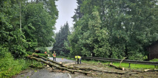 Baum versperrt Ratinger Straße – Feuerwehr Heiligenhaus im Einsatz
