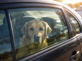 Bei über 30 Grad: Mann lässt in Erkrath Hund im Auto Ein Hund in einem Auto. Symbolfoto: Polizei