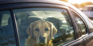 Bei über 30 Grad: Mann lässt in Erkrath Hund im Auto Ein Hund in einem Auto. Symbolfoto: Polizei