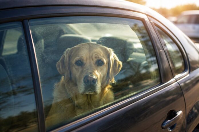 Symboldbild Ein Hund in einem Auto. Symbolfoto: Polizei