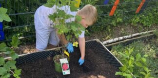 Obst, Gemüse und Kräuter im Kita-Garten gepflanzt AN der Kita Teichstraße hat man einen grünen Daumen bewiesen. Foto: Kreisstadt Mettmann