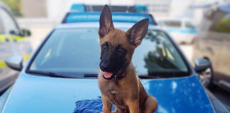 Zuckersüßer Nachwuchs bei der Kreispolizei Mettmann Die Kreispolizeibehörde Mettmann freut sich über neuen Nachwuchs auf vier Pfoten. Foto: Polizei