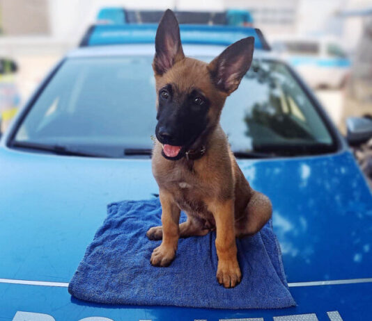 Zuckersüßer Nachwuchs bei der Kreispolizei Mettmann Die Kreispolizeibehörde Mettmann freut sich über neuen Nachwuchs auf vier Pfoten. Foto: Polizei