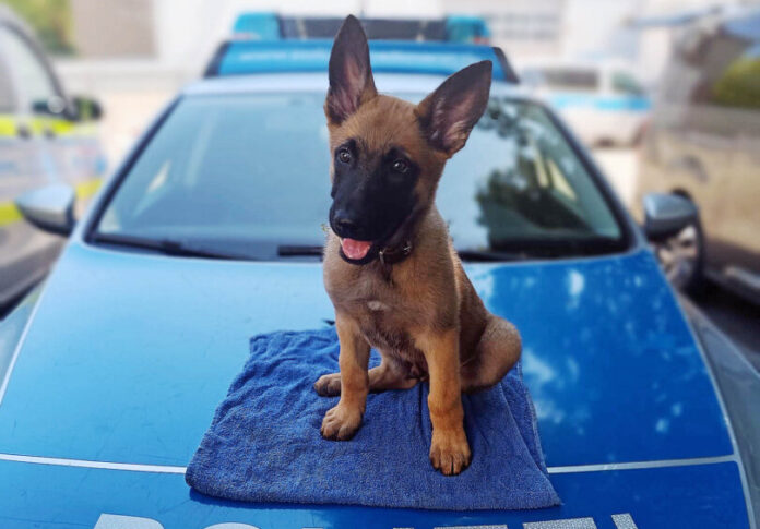 Sid Die Kreispolizeibehörde Mettmann freut sich über neuen Nachwuchs auf vier Pfoten. Foto: Polizei