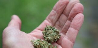 Großschlag gegen mutmaßlichen europaweiten Drogenring Über vier Tonnen Cannabis und weitere Drogen im Wert von mehr als elf Millionen Euro wurden sichergestellt. (Symbolbild)