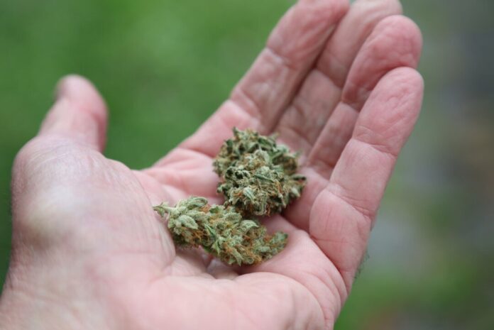 Cannabis Über vier Tonnen Cannabis und weitere Drogen im Wert von mehr als elf Millionen Euro wurden sichergestellt. (Symbolbild)