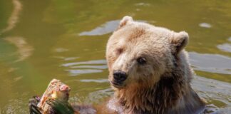 Temperaturen bei mehr als 30 Grad – dazu Gewitter und Regen Nicht nur für Bären im Zoo bietet sich ein Sprung ins kühle Nass an. (Symbolbild)