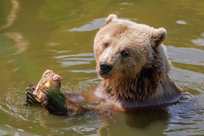Hitze in Deutschland - Bielefeld Nicht nur für Bären im Zoo bietet sich ein Sprung ins kühle Nass an. (Symbolbild)