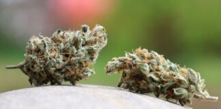 Firmennetzwerk für Cannabis-Schmuggel aufgebaut? Die Gruppierung soll Cannabis über den Luft- und Seeweg eingeführt haben. (Symbolbild)