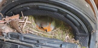 Rotkehlchen brütet in Motorradhelm – Küken geschlüpft Ein ungewöhnliches Plätzchen zum Brüten. (Handout)
