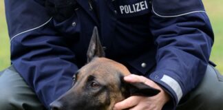 Wenn es zur Polizeihunde-Laufbahn nicht reicht Welpen, die den Polizeitest nicht bestehen, können privat ihr Glück finden. (Archivbild)