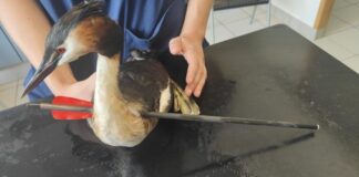 Vogel wird mitten durch Hals getroffen und überlebt Die Feuerwehr war recht überrascht, wie der Haubentaucher das überleben konnte.