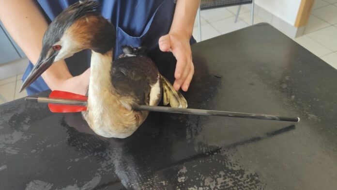 Vogel mit Pfeil im Hals Die Feuerwehr war recht überrascht, wie der Haubentaucher das überleben konnte.