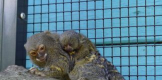 Zwergseidenäffchen im Tiergarten Kleve geboren Zwergseidenäffchen gelten als kleinste Affenart der Welt.