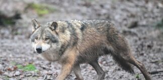 Streit um gestoppte Abschussgenehmigung für Wolf beim OVG Für einen Wolf in NRW gibt es juristischen Streit um eine gestoppte Abschussgenehmigung. (Archivbild)