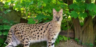 Ausgebüxter Serval im Krefelder Zoo eingefangen Serval Nia im Gehege des Krefelder Zoos. Die afrikanische Wildkatze war ausgebüxt. Sie ist wieder eingefangen.
