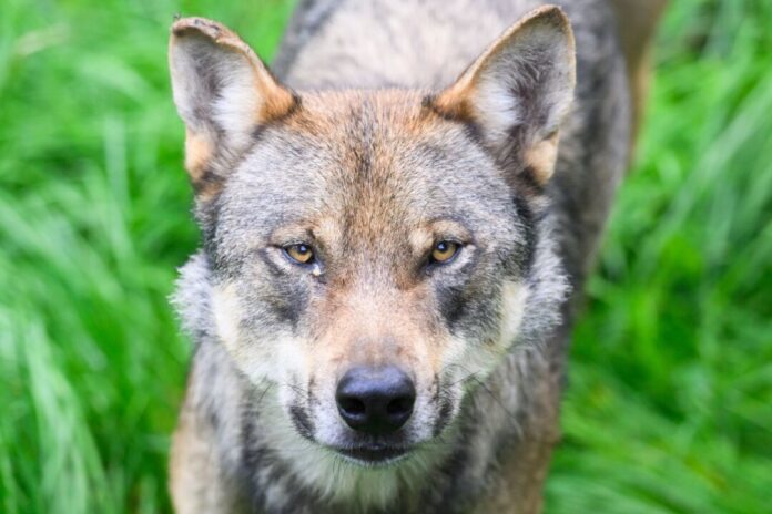 Wolf Ein Wolf soll in der Region seit Jahren Nutztiere gerissen haben. (Symbolbild)
