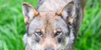 Gericht stoppt vorerst Abschussgenehmigung für Wolf bei Olpe Ein Gericht stoppt eine Wolf-Abschussgenehmigung des Kreises Olpe. (Archivbild)