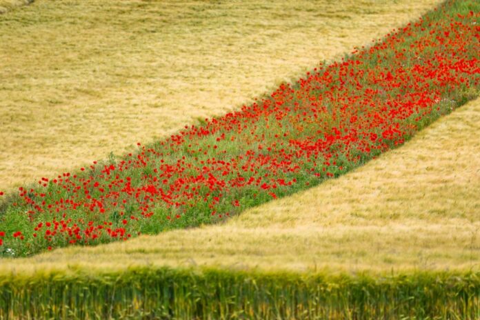 Wetter in Nordrhein-Westfalen Klatschmohnblüten in einem Gerstenfeld. Das Wetter wird wieder sommerlich warm.