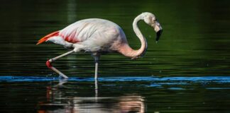 Von Flamingo bis Seeadler – Wo kann ich seltene Vögel sehen? Ein Flamingo bei der Nahrungssuche im Flamingos Flamingos im Naturschutzgebiet Zwillbrocker Venn.