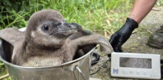 Seltener Nachwuchs: Humboldt-Pinguine in Krefeld geschlüpft Seltener Pinguin-Nachwuchs auf der Waage.