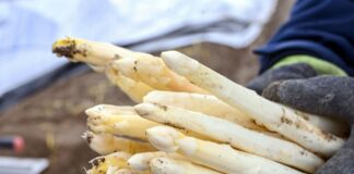 Spargelbauern mit Saison zufrieden Die Spargel-Anbauer sind mit der diesjährigen Saison zufrieden. (Archivbild)