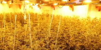 Rohrbruch gemeldet – Polizei entdeckt Cannabisplantage Rund 1.000 Cannabispflanzen fand die Polizei in einem Haus in Mönchengladbach.