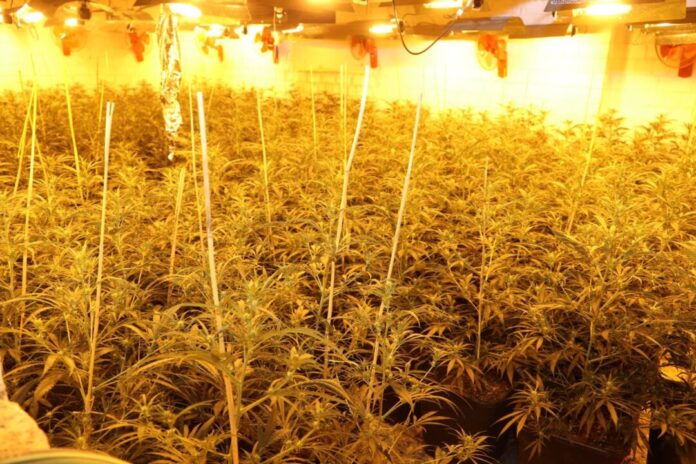 Cannabisplantage gefunden Rund 1.000 Cannabispflanzen fand die Polizei in einem Haus in Mönchengladbach.