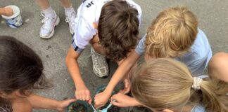 Entdeckungsreise in die Welt der Insekten Schülerinnen und Schüler der Klasse 4c der Wihelm-Busch-Schule bei der Herstellung von Samenkugeln. Foto: Petra Arnold