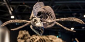 Neue Ausstellung zeigt NRW als Heimat urzeitlicher Giganten Lebte einst auch in den Meeren Westfalens: Der Plesiosaurus.