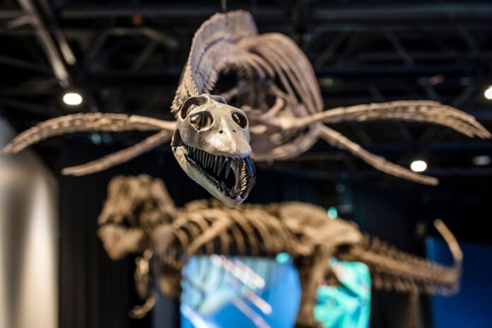 Paläontologische Landesausstellung in Münster Lebte einst auch in den Meeren Westfalens: Der Plesiosaurus.