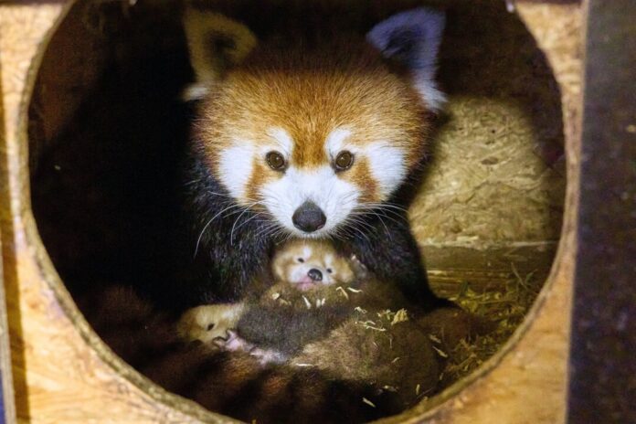 Rote Pandas im Klever Tierpark geboren Der Tierarten Kleve freut sich über Nachwuchs. (Handout)