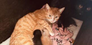 Kreis Viersen: Verwahrloste, verletzte und tote Katzen gefunden Ein aktueller Fall von sogenanntem Animal Hoarding ist im Kreis Viersen aufgedeckt worden. Foto: VETO Tierschutz